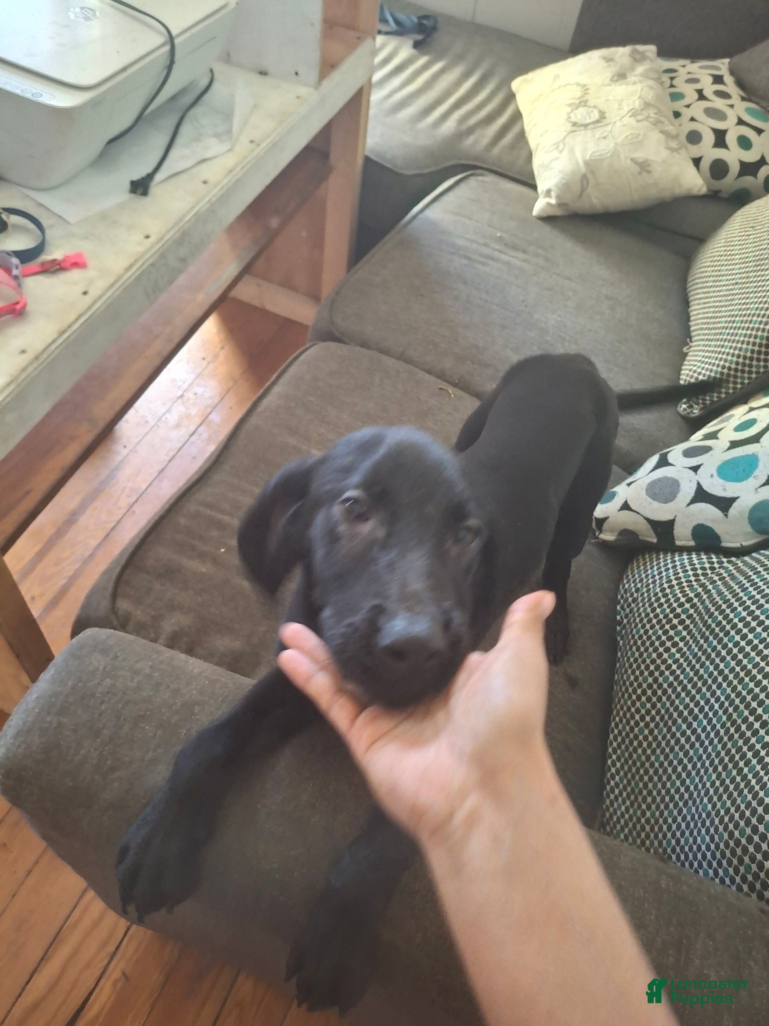 Labrador Retriever dogs for sale: Labrador Retriever Puppy 8 - Ad 4