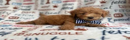 Mini Goldendoodle dogs for sale: Luke - Ad 1