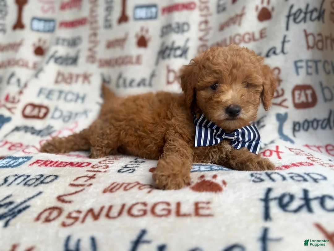 Mini Goldendoodle dogs for sale: Luke - Ad 1