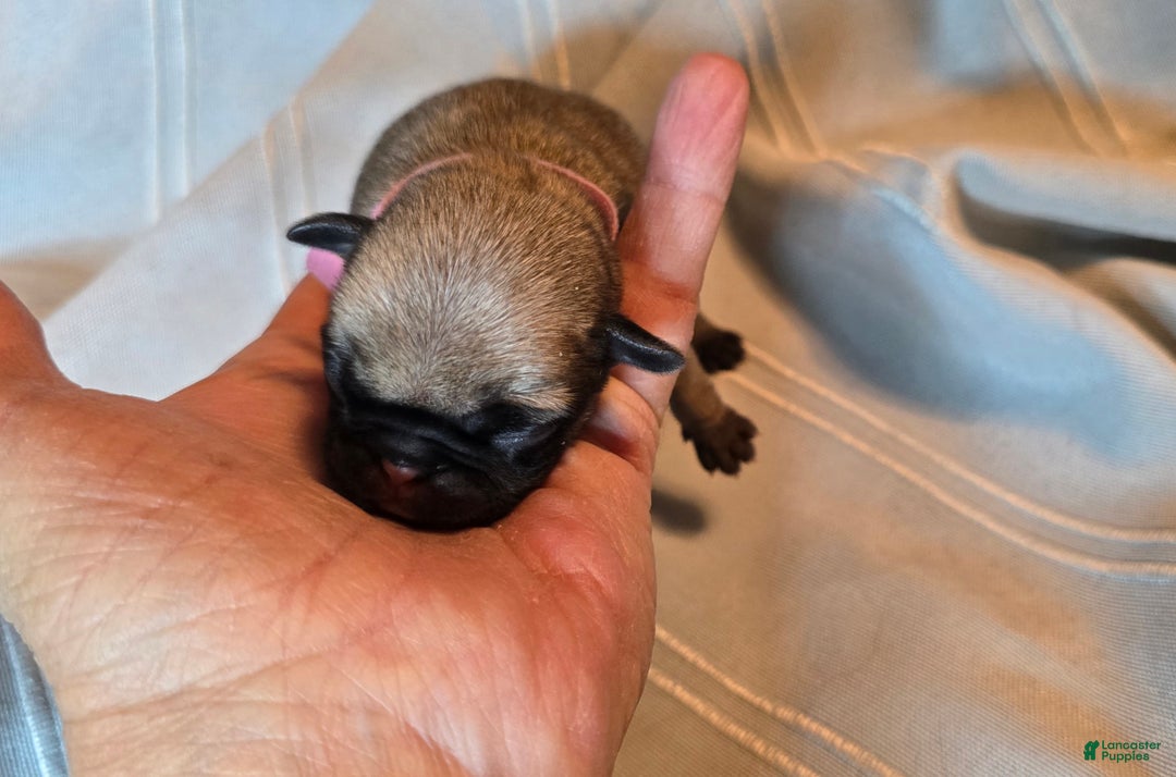 Pug dogs for sale: Farah - Ad 4