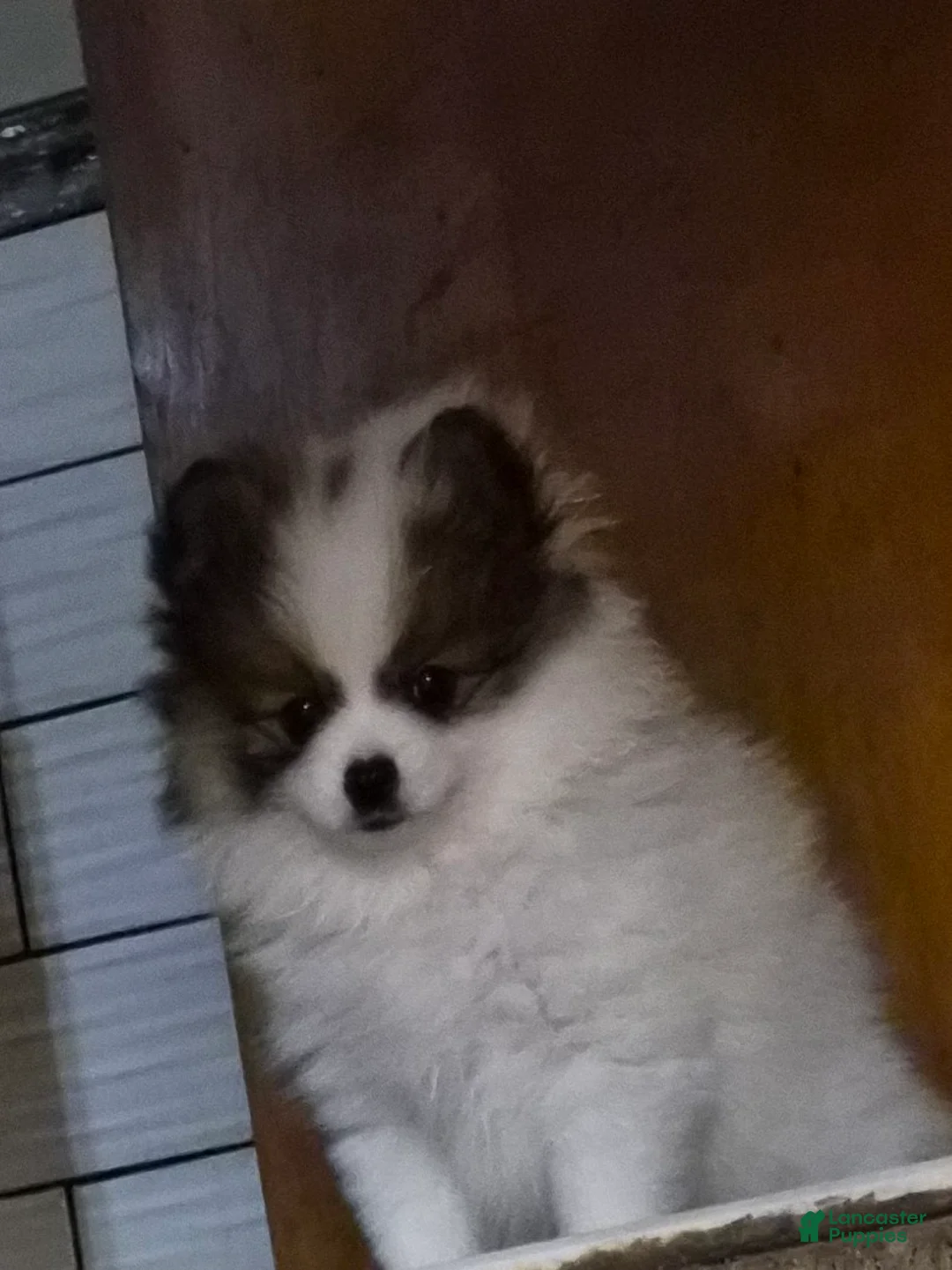 Pomeranian dogs for sale: Wednesday  - Ad 1