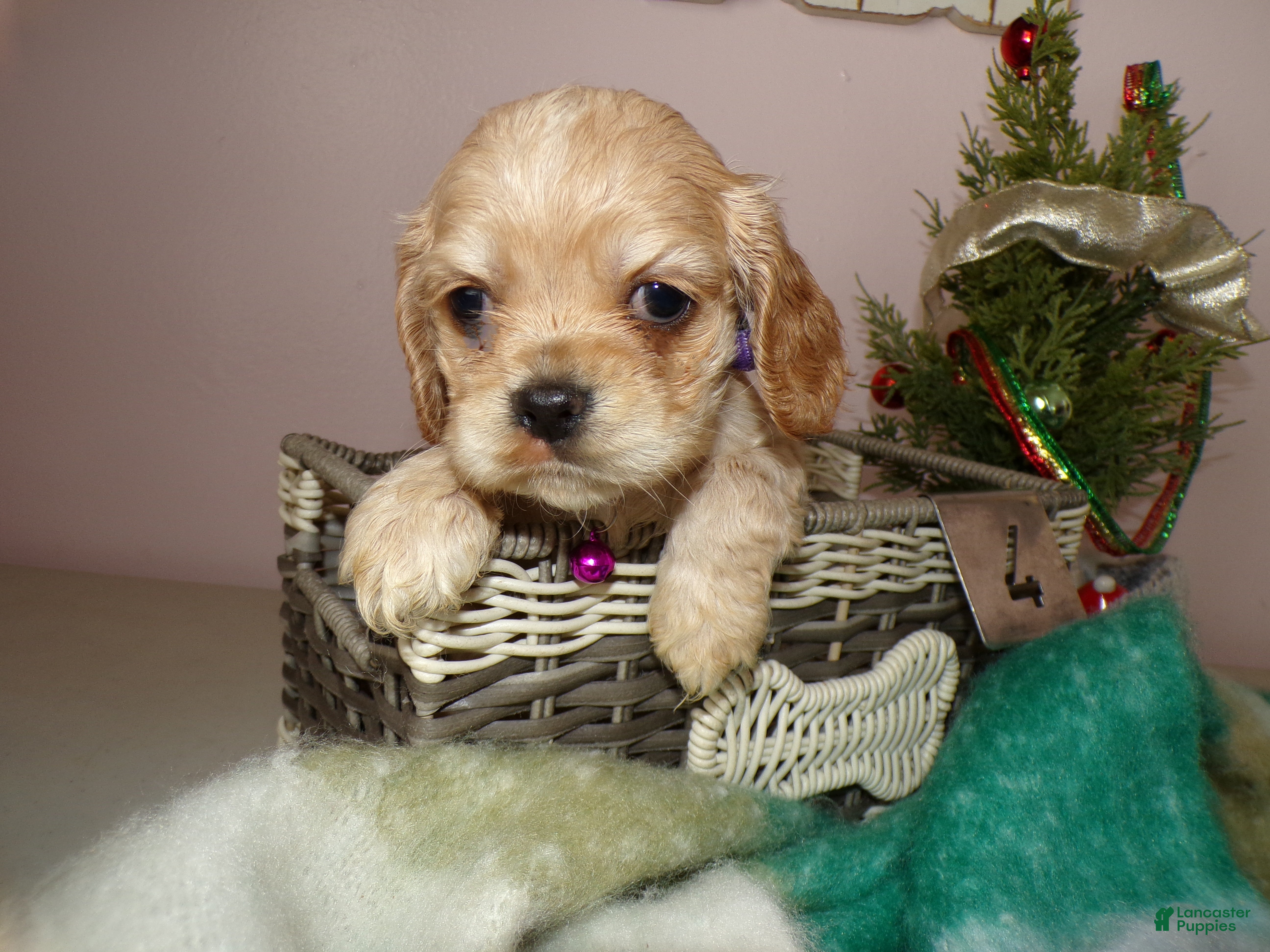 Cocker Spaniel dogs Cocker Spaniel Puppy 4 Mattie - Ad 32