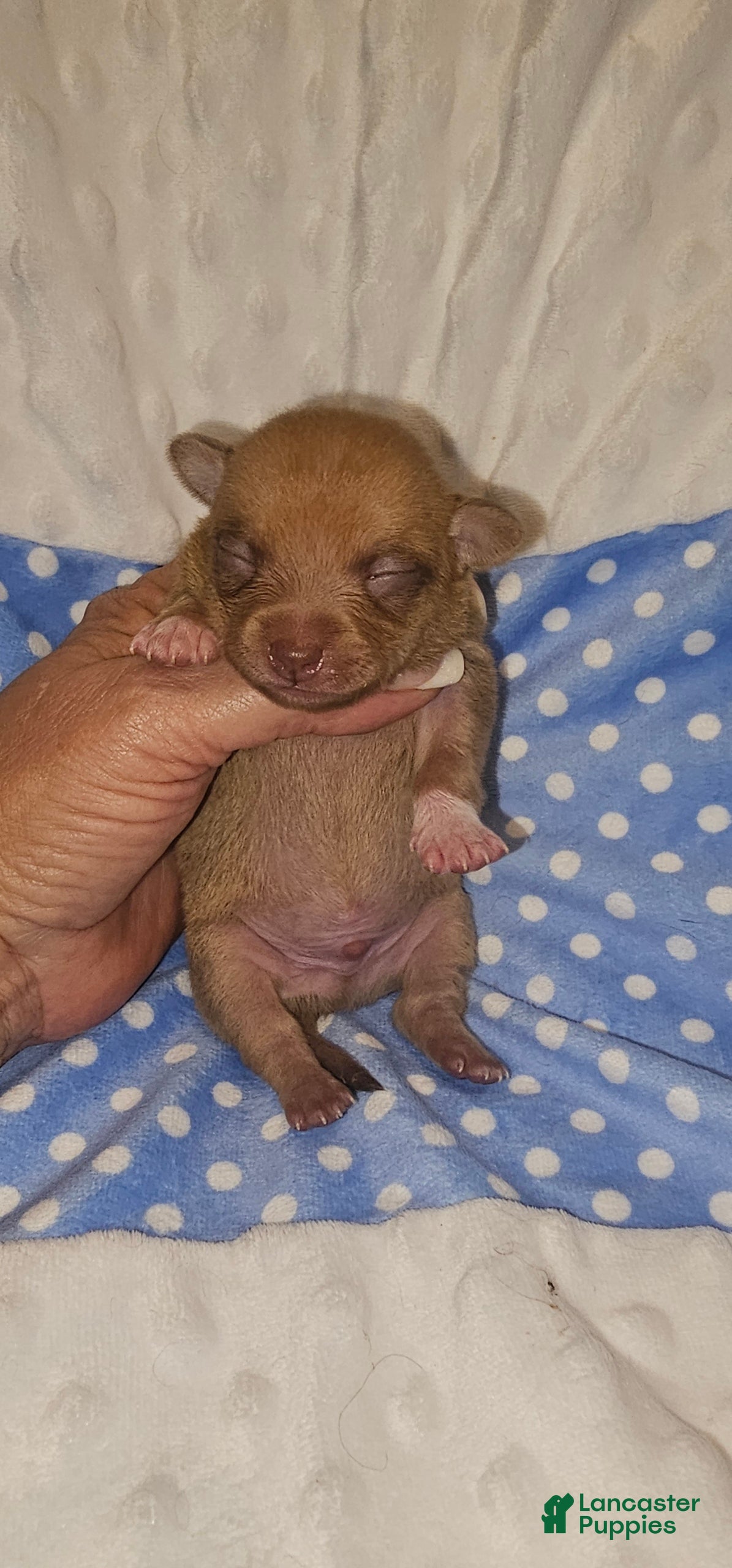 Chihuahua dogs Chihuahua Puppy 2 - Ad 4