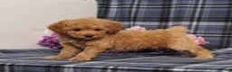 Miniature Poodle dogs for sale: AKC Quack - Ad 3