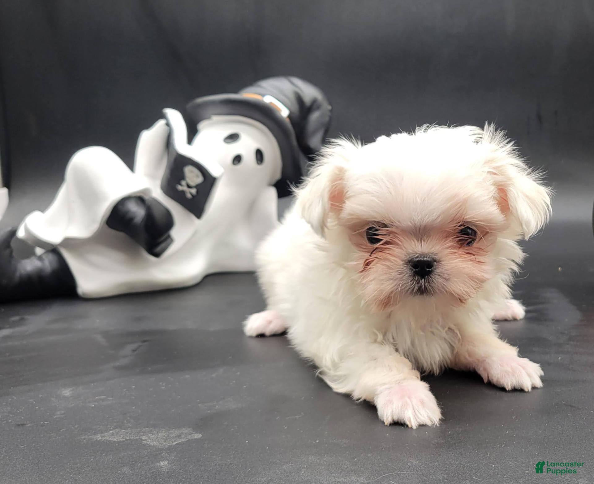 Maltese dogs Maltese 1 - Ad 1