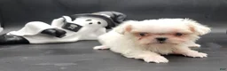 Maltese dogs for sale: Maltese 1 - Ad 1