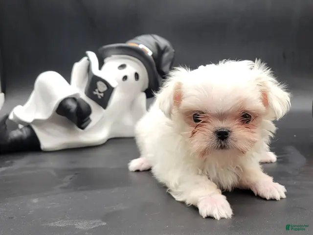 Maltese dogs for sale: Maltese 1 - Ad 1