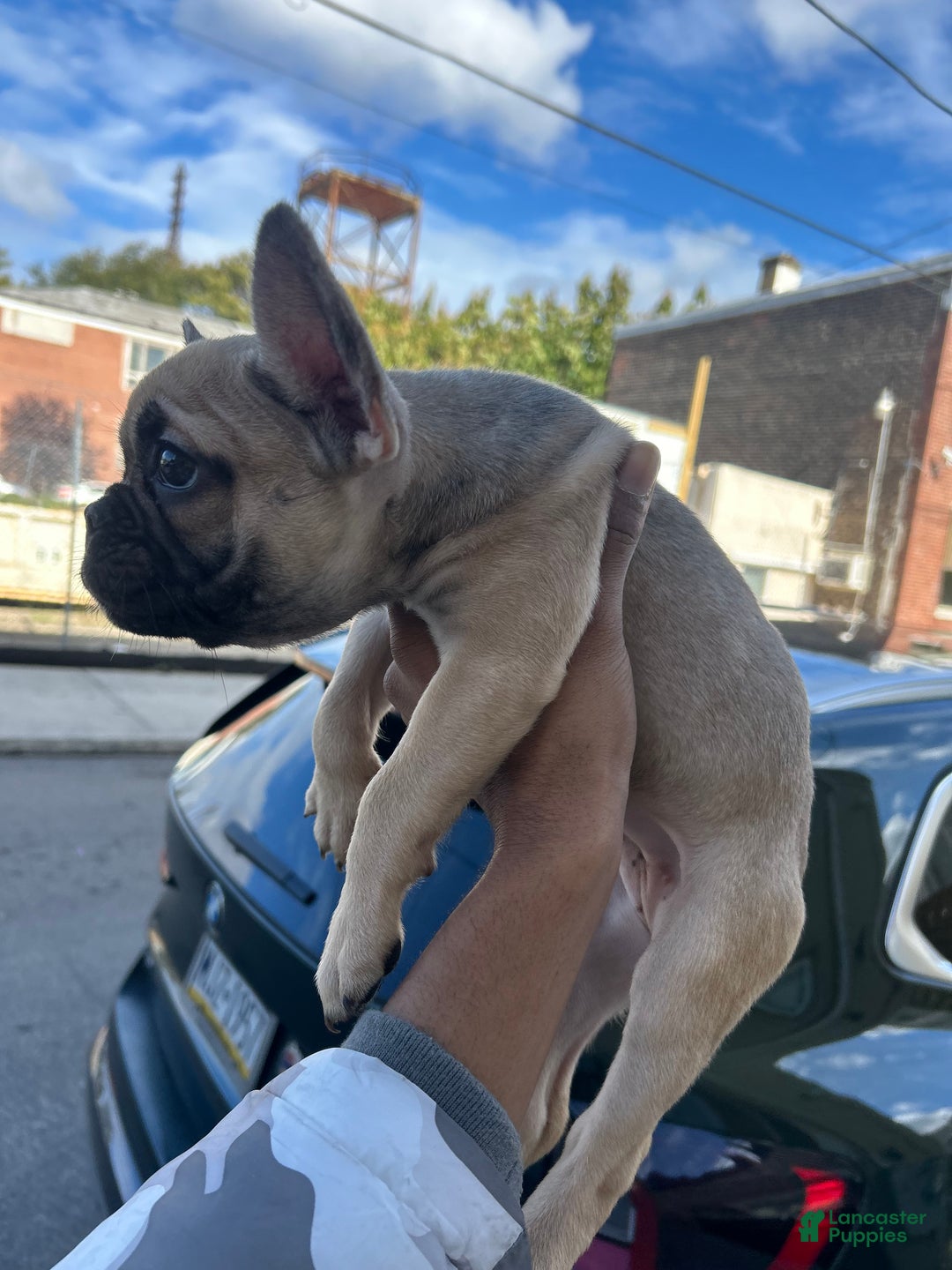 French Bulldog dogs for sale: Lola - Ad 7