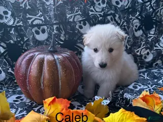German Shepherd dogs Caleb - Ad 37