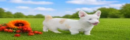 Welsh Corgi Pembroke dogs for sale: Crystal - Ad 3