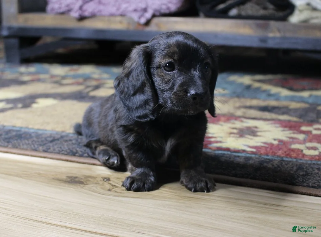 Dachshund dogs for sale: Abby - Ad 2
