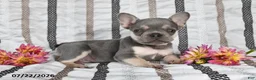 French Bulldog dogs for sale: Oliver - Ad 3