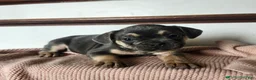 French Bulldog dogs for sale: Duke - Ad 4