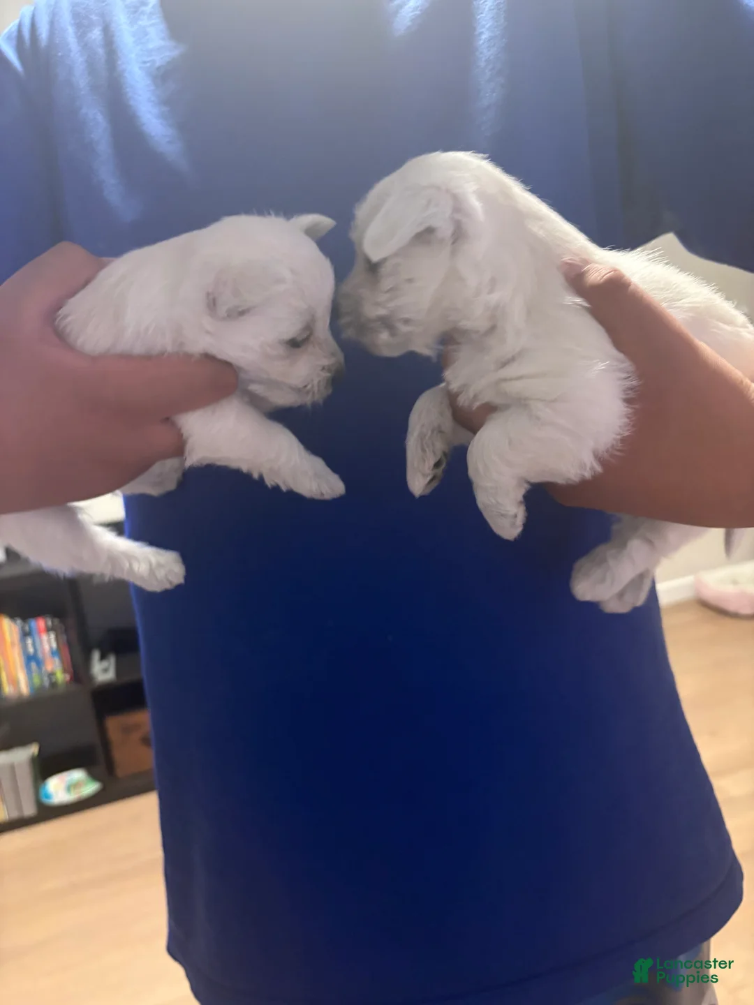 West Highland Terrier dogs for sale:  Puppy 2 - Ad 3