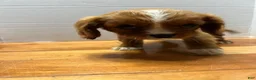 King Charles Spaniel dogs for sale: King Charles Spaniel 2 - Ad 1