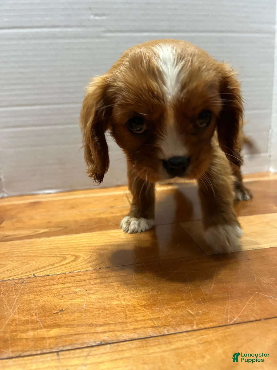 King Charles Spaniel dogs for sale: King Charles Spaniel 2 - Ad 1