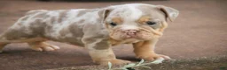 English Bulldog dogs for sale: Sydney English Bulldog  - Ad 5