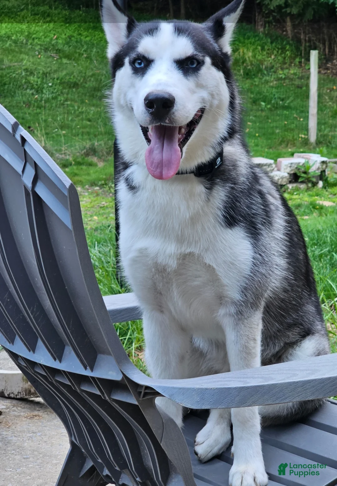 Mixed Breed dogs for sale: Luke - Ad 7