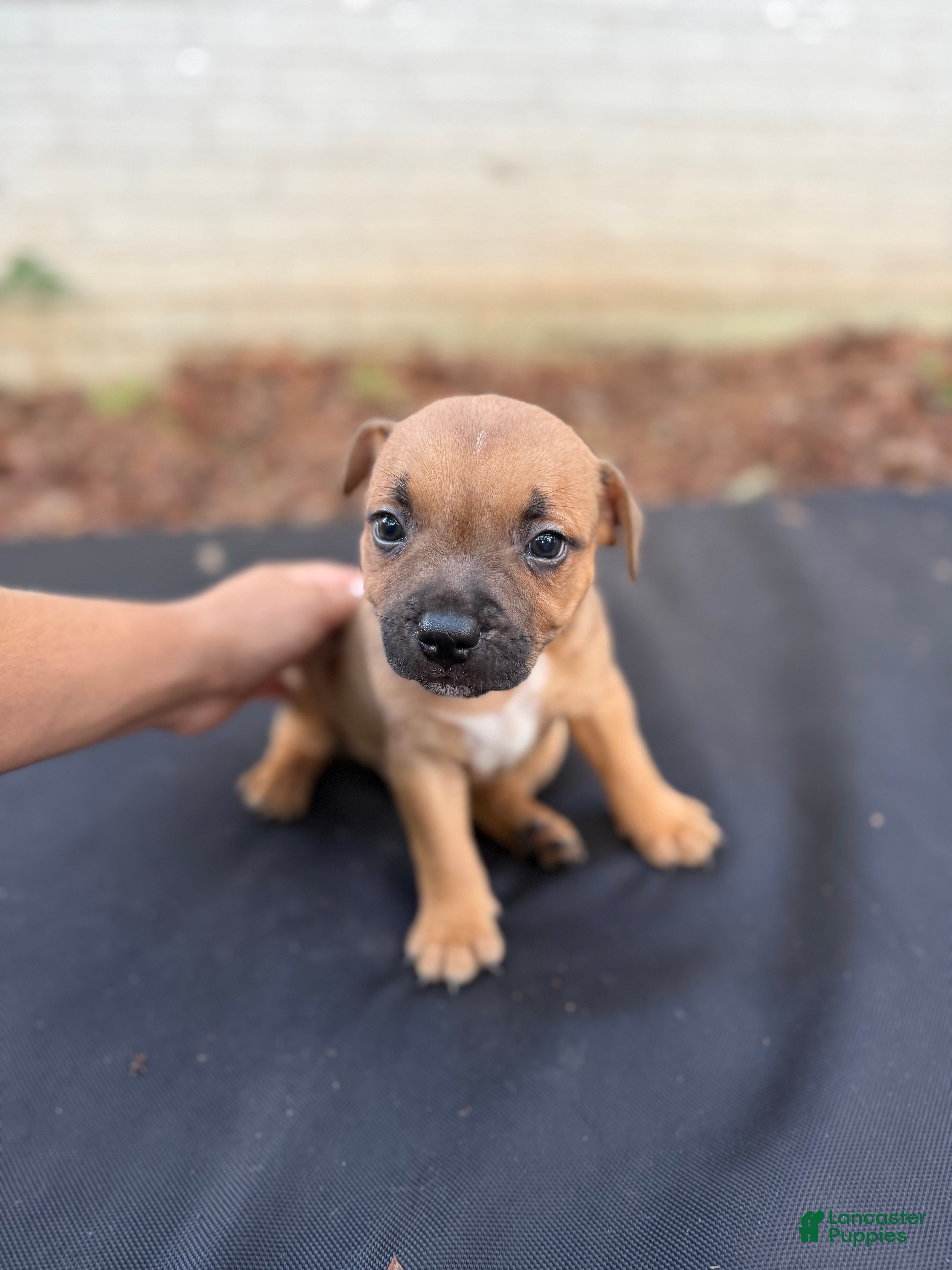 Staffordshire Bull Terrier dogs Staffordshire Bull Terrier 4 - Ad 2