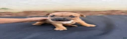 Staffordshire Bull Terrier dogs for sale: Staffordshire Bull Terrier 4 - Ad 2