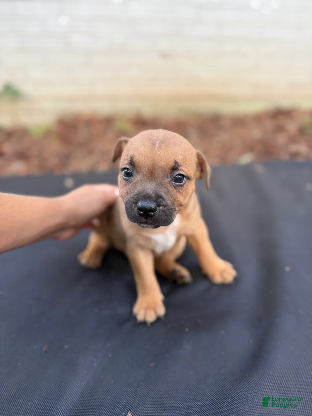 Staffordshire Bull Terrier dogs for sale: Staffordshire Bull Terrier 4 - Ad 2