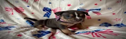 American Bully dogs for sale: Duchess - Ad 2