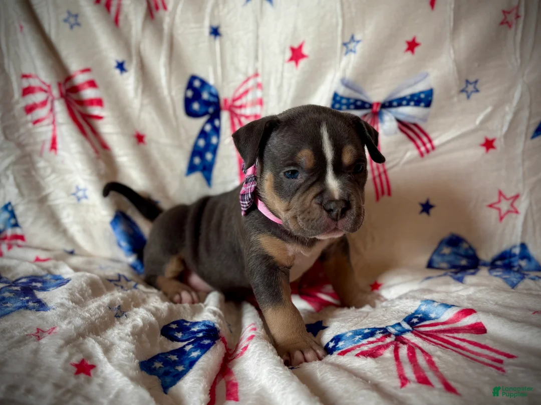 American Bully dogs for sale: Duchess - Ad 2
