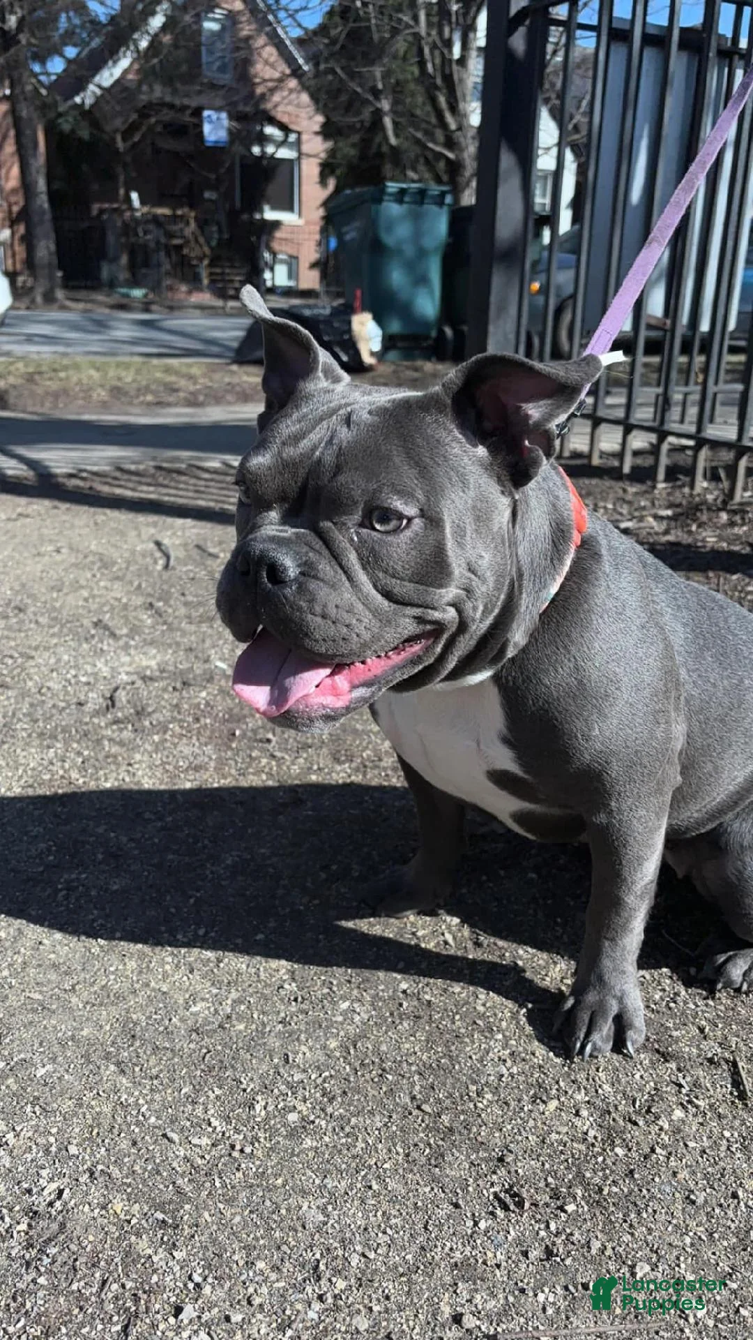 American Bulldog dogs for sale: American Bulldog Puppy 2 - Ad 2