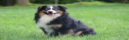 Miniature Australian Shepherd dogs for sale: Murphy - Ad 9
