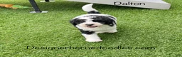 Mini Bernedoodle dogs for sale: Dalton - Ad 2