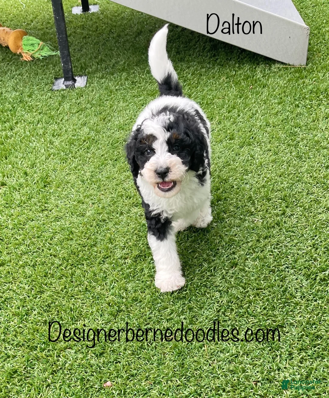 Mini Bernedoodle dogs for sale: Dalton - Ad 2