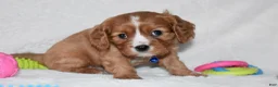 Cavalier King Charles Spaniel dogs for sale: Pluto - Ad 5
