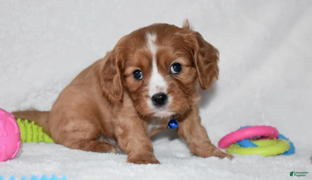 Cavalier King Charles Spaniel dogs for sale: Pluto - Ad 5