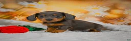 Miniature Dachshund dogs for sale: Dominic - Ad 9