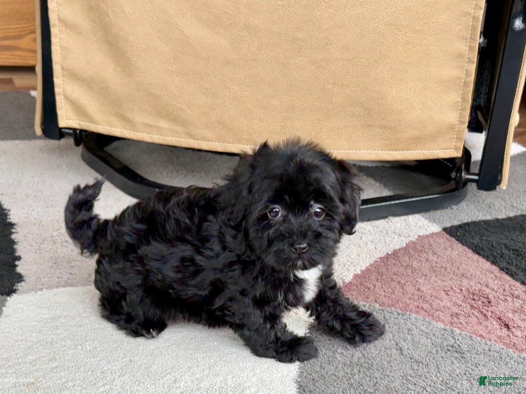 Havapoo dogs for sale: Havapoo Puppy 4 - Ad 2