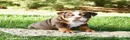 English Bulldog dogs for sale: Dreamer - Ad 4
