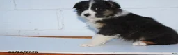 Australian Shepherd dogs for sale: Riley - Ad 3