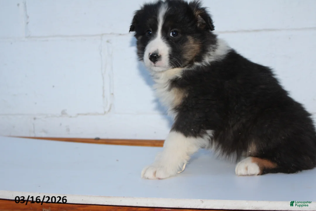 Australian Shepherd dogs for sale: Riley - Ad 3