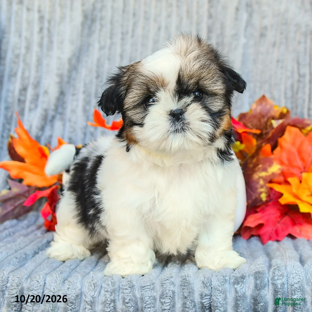 Shih Tzu dogs for sale: Cookie - Ad 1