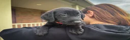 Labrador Retriever dogs for sale: Remi - Ad 4