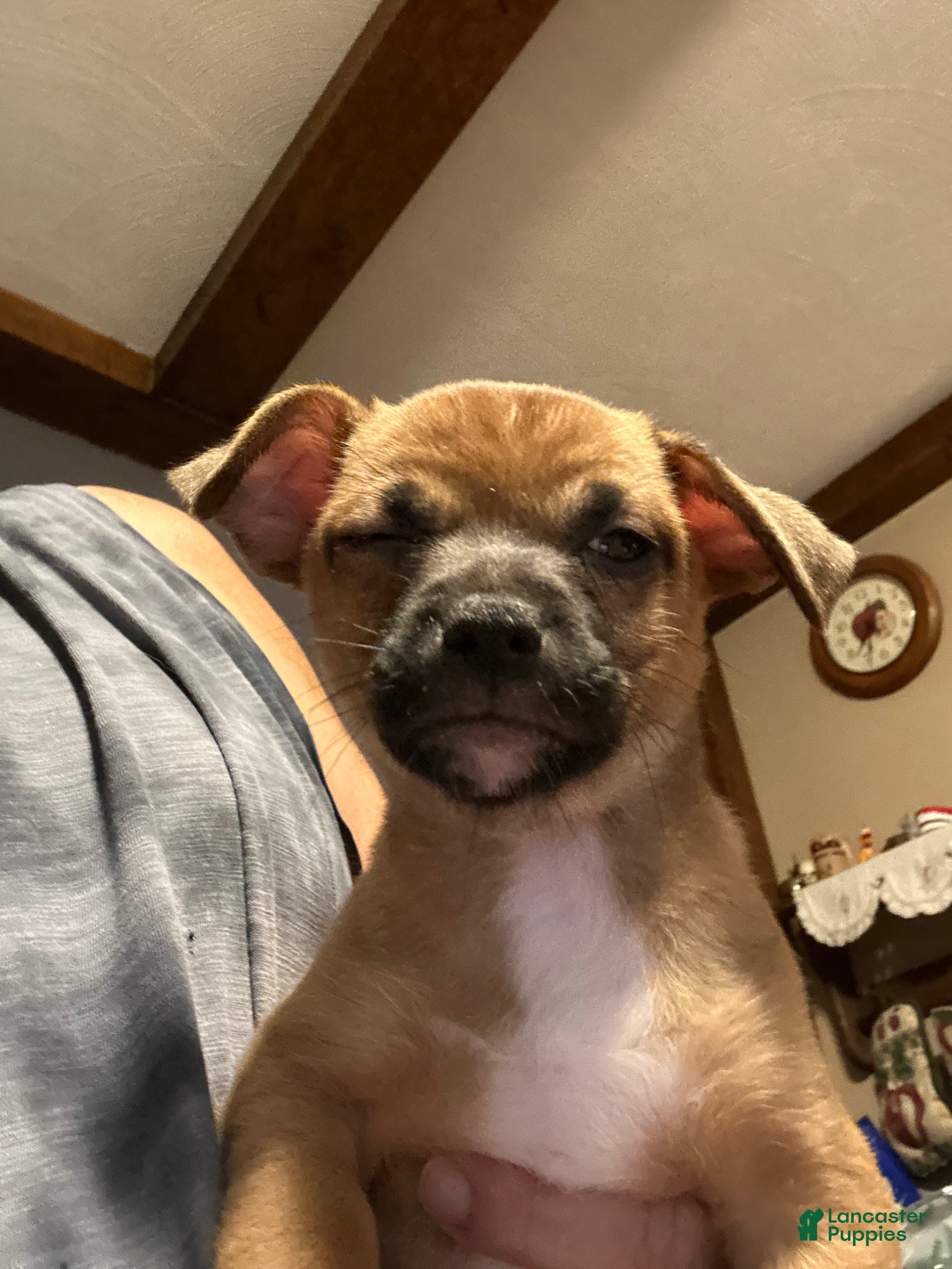 Mixed Breed dogs Mixed Breed 1 - Ad 33