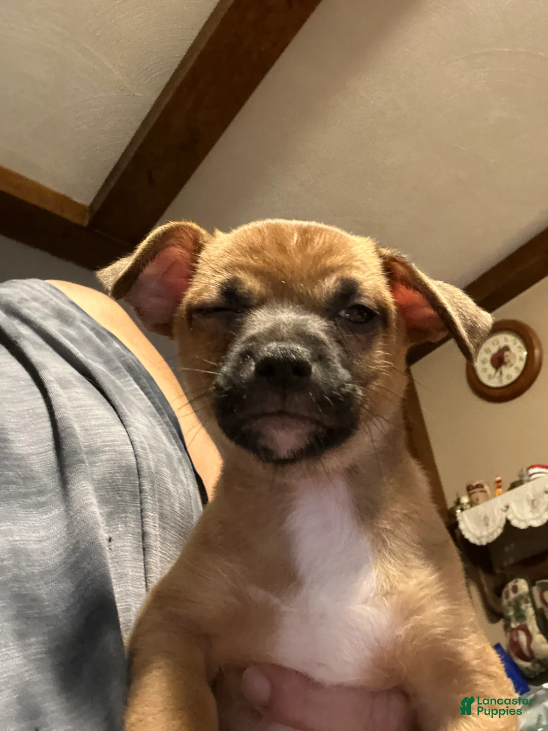 Mixed Breed dogs for sale: Mixed Breed 1 - Ad 1