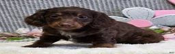 Miniature Dachshund dogs for sale: Erin - Ad 4