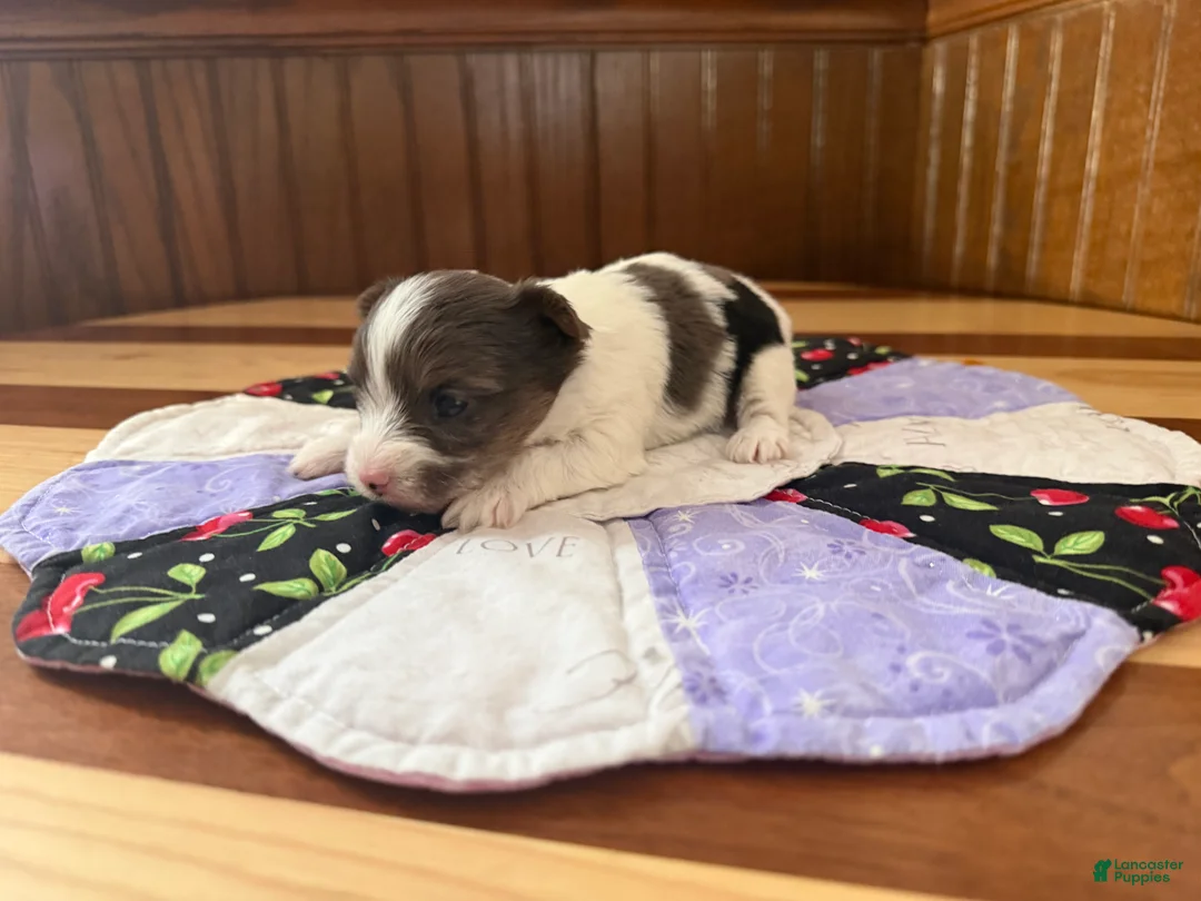 Yorkshire Terrier dogs for sale: Yorkshire Terrier Puppy 2 - Ad 4