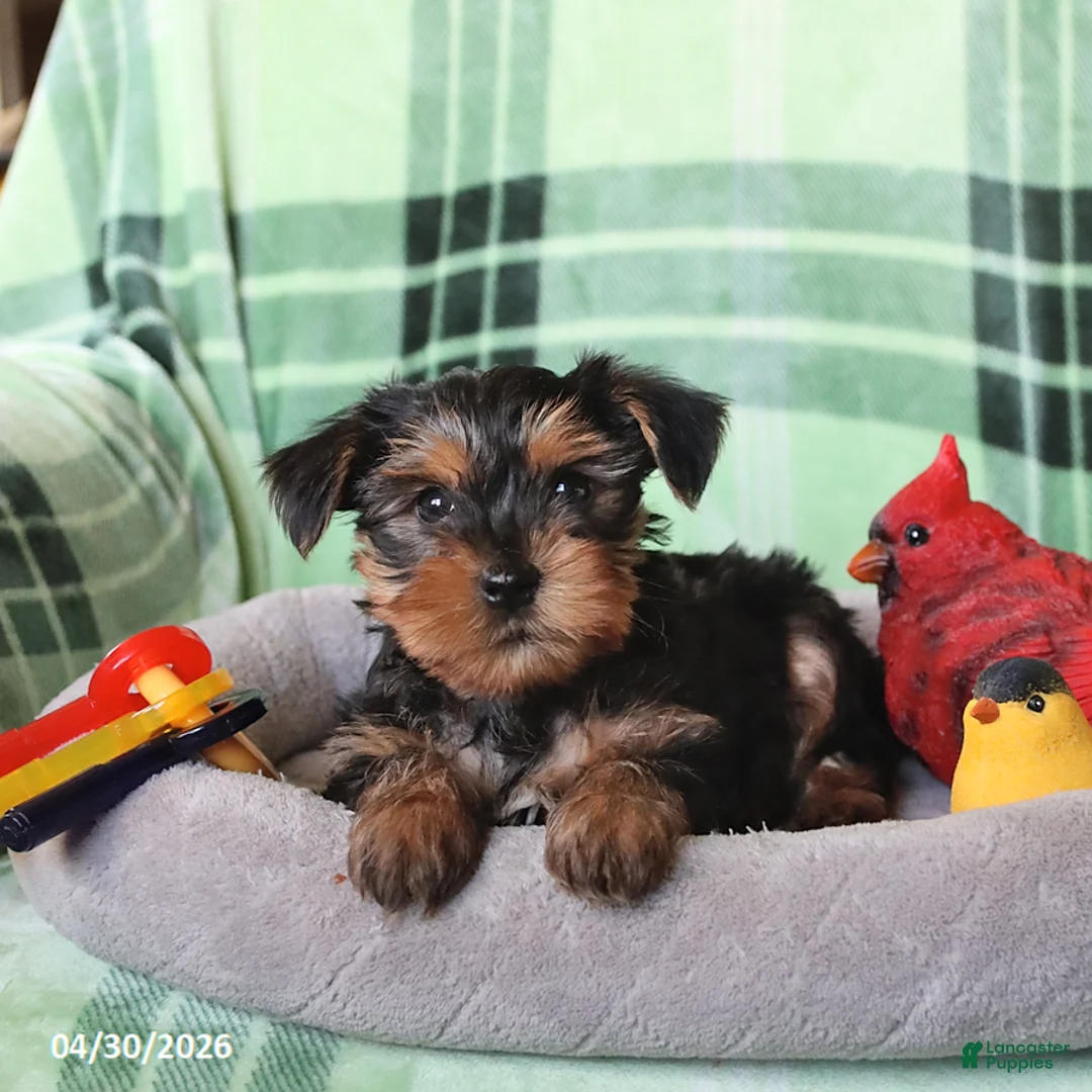 Yorkshire Terrier dogs for sale: Pepper - Ad 1