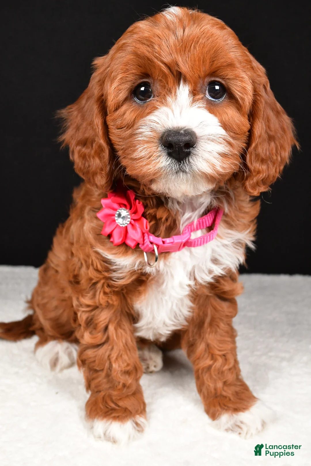 Cavapoo dogs for sale: Bailey - Ad 6