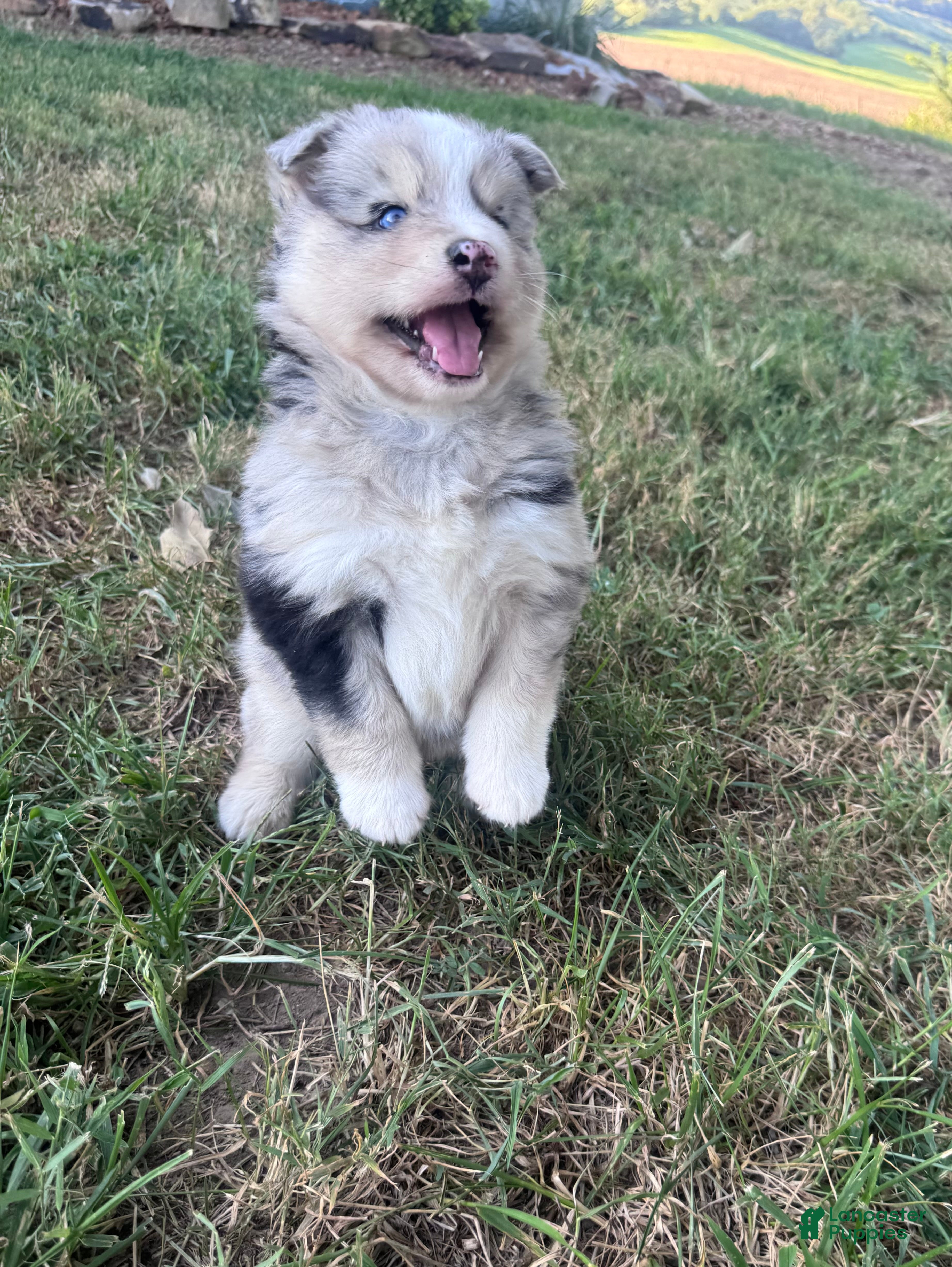Pomsky dogs Johnny Cash - Ad 2