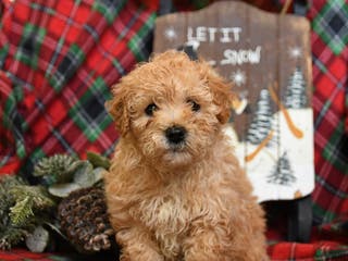 Bichpoo dogs Newton - Ad 23