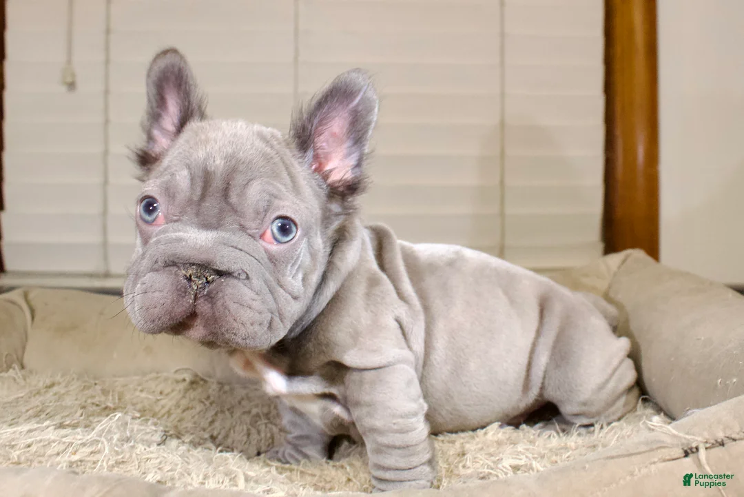 French Bulldog dogs for sale: Rhino - Ad 2