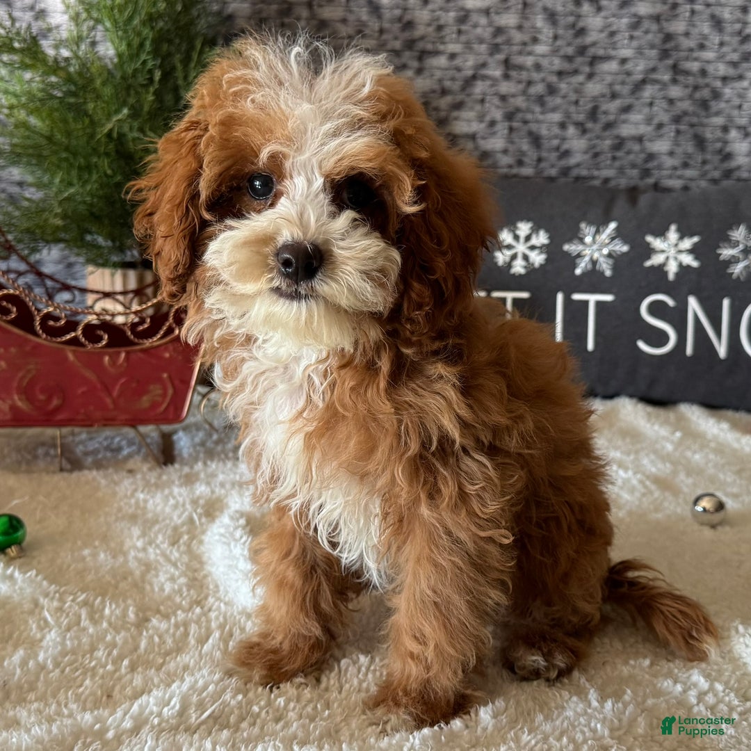 Cavapoo dogs for sale: Ned - Ad 2